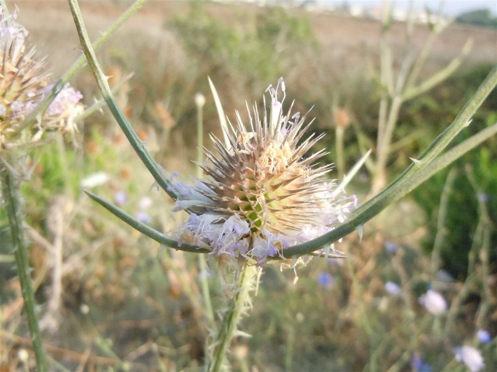 Dipsacus fullonum